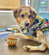 Nestpark Dog Birthday Toy - Pup Cake Puppy Cupcake Plush Squeak and Crinkle Gift