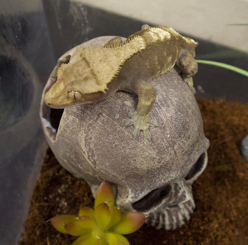 Komodo Reptile Terrarium Realistic Half Human Skull Ornament Decor, Easy to Clean Aquarium Decoration Accessory