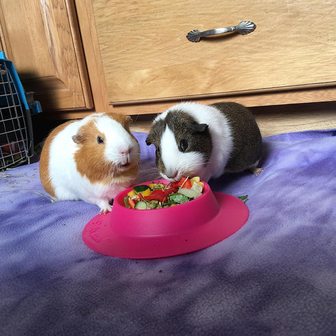 Tip-Proof Bowl for Guinea Pigs and Other Small Pets - Fuchsia (Pink), Large 3/4 Cup Size