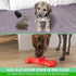 Frozen 6 GoSports Pets PupsCream Parlor - Non-Slip Dog Treat & Ice Cream Holder - Mess-Free Lick Mat Alternative