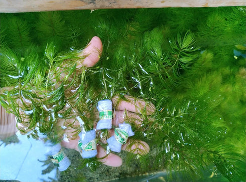 Generic 4 3 6-8 Inch Bunches of Live Hornwort Aquarium Plants, Stems Each Bunch, Length, Freshwater Submerged Plants