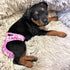 Pack 3 4 16" 20", of Female Dog Diapers with - Layers of Absorbent Pads Cat Panties Waterproof Leak Proof Washable (M: