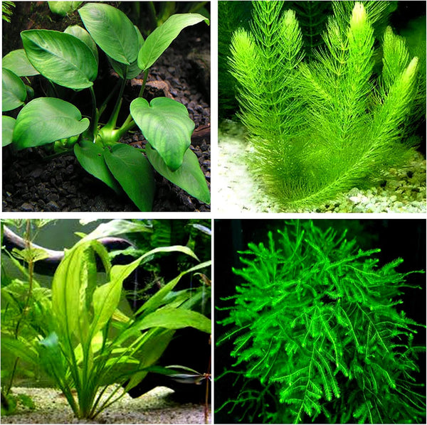 Aquatic Discounts Anubias + Hornwort + Amazon Sword + Java Moss - 4 Types
