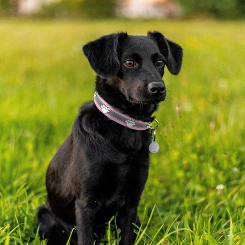Reflective Dog Collar with Cute Paw Rivet Studded Soft PU Leather Adjustable Collar for Small Medium Large Dogs (Pink,
