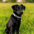 Reflective Dog Collar with Cute Paw Rivet Studded, Soft PU Leather Adjustable for Small Medium Large Dogs Cats, Pink,