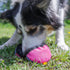 Tug-E-Nuff The Clam | Compact Dog Treat Dispenser Toy, Ideal for Interactive Dog Training