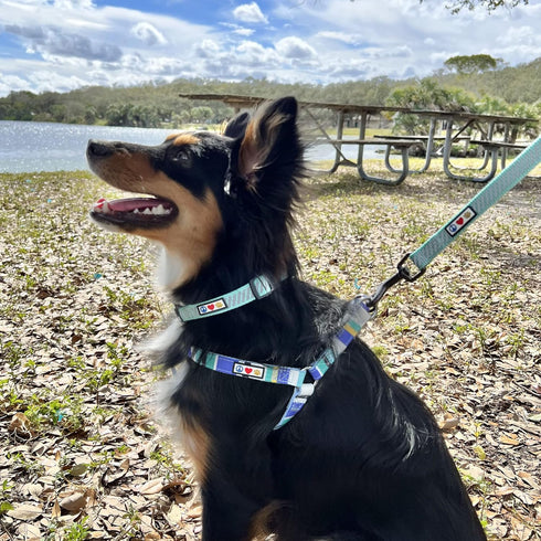 Pawtitas Reflective Dog Collar - High Visibility Adjustable Collar for Extra Small and Small Puppies, Purple XS
