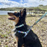 Pawtitas Reflective Dog Collar - High Visibility Adjustable Collar for Extra Small and Small Puppies, Purple XS