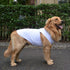 2018 Pet Clothes Dog Clothing - Classic Blank T-shirt Tanks Top Vests for Small, Medium, Large Dogs (XXXL, White)
