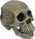 Komodo Realistic Full Human Skull Ornament for Reptile Terrarium or Aquarium Decoration, 4.3"x 7.2"x 4.1"