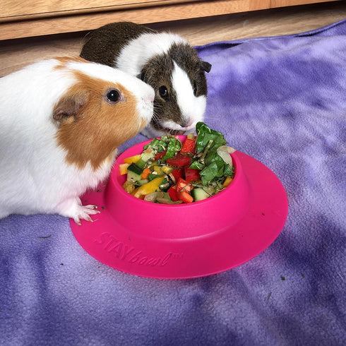 Tip-Proof Bowl for Guinea Pigs and Other Small Pets - Fuchsia (Pink), Large 3/4 Cup Size