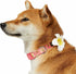 Blueberry Pet Summer Sparkle Dog Collar, Adjustable Large Size, Neck 18"-26", Tropical Flower Baby Pink Hibiscus Floral