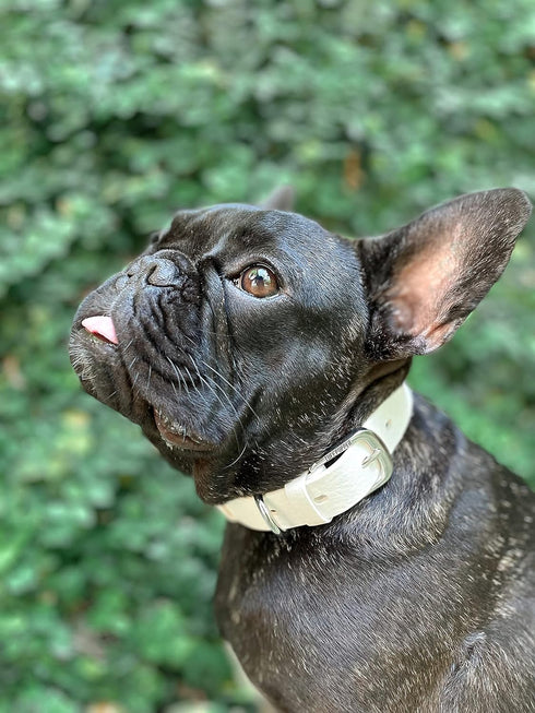 Tuff Pupper Classic Heavy Duty Dog Collar | Medium (15-19" Neck) | 100% Waterproof & Odor Proof | Tough Rust-Proof
