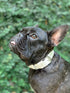 Tuff Pupper Classic Heavy Duty Dog Collar | Medium (15-19" Neck) | 100% Waterproof & Odor Proof | Tough Rust-Proof