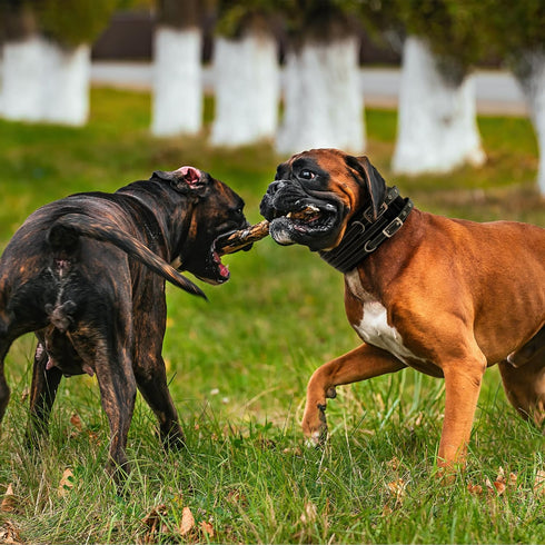 Tactical Dog Collar for Large Dogs | 9mm Thick with Handle | 4" Extra Wide with GPS & Leash Option | Metal Buckle Nylon