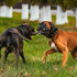 Tactical Dog Collar for Large Dogs | 9mm Thick with Handle | 4" Extra Wide with GPS & Leash Option | Metal Buckle Nylon
