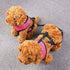 CozyCabin Dual Durable Dog Leash Strap, No-Tangle for 2 Dogs, Cats, Small Pets for Walking & Training