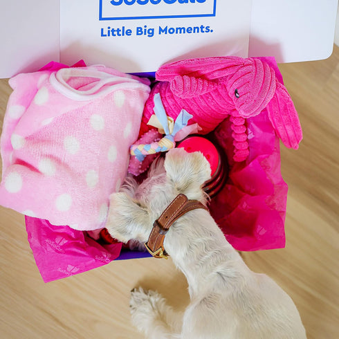 Pink Dog Gift Box - Puppy Care Package with 5 Chew Toys, Dog Blanket, Squeaky Plush, Rubber Teether, and Treat Ball