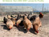 10lb Feed,100% Classic Flock Dried Black Soldier Fly Larvae Chicken Natural Non-GMO BSF Larvae,More Calcium Than