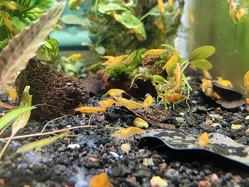 (10 (+1)) Orange Sunkist Shrimps Live Freshwater Shrimp Aquarium Neocaridina Inverts RCS Orange Shrimp Shrimps