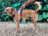 Tuff Pupper No Pull Easy Walk Dog Harness | Heavy Duty Pet Vest with Front & Back Leash Clips, Purple, Small