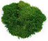 Galápagos Sheets of Real Moss, 8-Quart, Natural Green, Model 05248