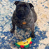 SPOT 6in Fun Food Taco Plush Dog Toy with Squeaker - Interactive Soft, Squeaky Toy for Dogs and Puppies, Keeps Pets
