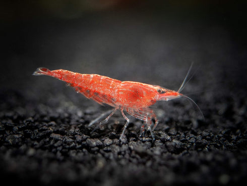 1 1/2 1 inch Aquatic Arts Live Freshwater Sakura Red Cherry Shrimp (Neocaridina davidi) - Breeding Age Young Adult