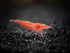 1 1/2 1 inch Aquatic Arts Live Freshwater Sakura Red Cherry Shrimp (Neocaridina davidi) - Breeding Age Young Adult
