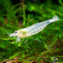 Aquatic Arts Snow Amano Shrimp Live Freshwater Algae-Eater (Caridina multidentata) | Hardy