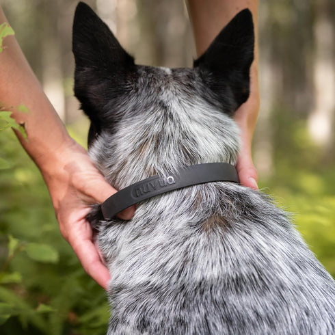 Waterproof and Durable Dog Collar - Comfortable, Soft, Lightweight Adjustable Collar for Active Dogs (XSmall, Black