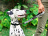 Tuff Pupper Short Dog Leash for Training | 12 Inch | Perfect Traffic Leash Handle with Padding for Service Dog Harness
