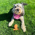 SPOT Bam-Bones Fish, Durable Long Lasting Dog Bone Made with Strong Bamboo Fiber for Light to Moderate Chewers, 5.5in