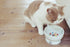 Necoichi Raised Cat Water Bowl, Elevated with Measurement Lines, Dishwasher & Microwave Safe, Jelly Bean, Regular