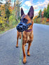 Mayerzon Dog Muzzle - Breathable Basket Muzzles for Small to X-Large Aggressive Dogs, Cage Mouth Guard for Training