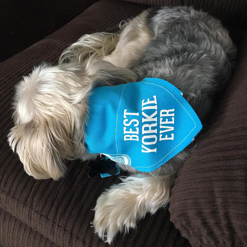 Pavilion Best Yorkie Ever Sky Blue Canvas Small Dog Bandana Collar, 7" x 5"