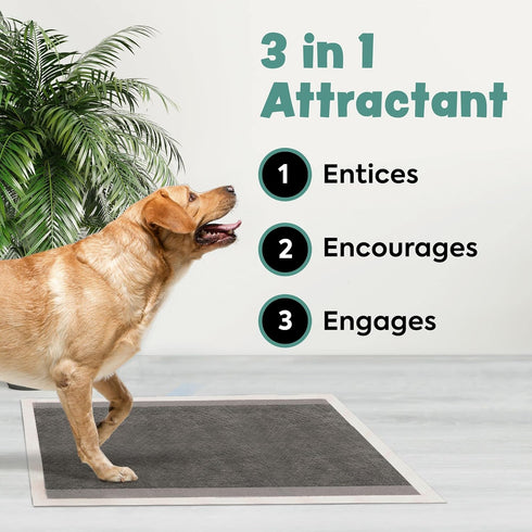 10 36" 36" Disposable Puppy Pads Potty Training - Activated Charcoal Pee Pads for Dogs with Attractant - Wee Wee