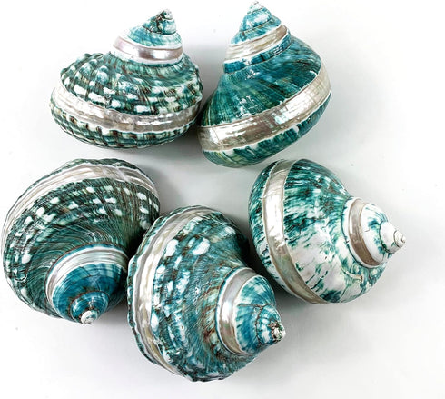 Heyiwell 3.5"~4.5" Inch Natural Large Jade Banded Turbo Seashells&Hermit Crab Shells