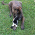 SPOT Skinneeez Stuffing Free Arctic Animal Dog Toy - Squeaker in Head and Tail, Great for Moderate Chewers