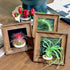 Generic 4" Tillandsia Funckiana Air Plant Kit, Frame (Wall-Mount & Tabletop), Magnetic Holder, Black or Green