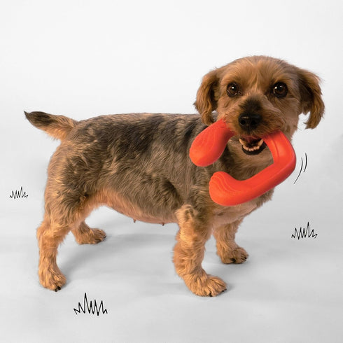 Nylabone C-Shuu Interactive Dog Toy for Small Dogs, Lightweight Squishy Chase Toy for Creative Play