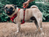 Tuff Pupper Anti Pull Heavy Duty Dog Harness, Comfortable Padded Training Vest with Reflective Safety Handle for Small
