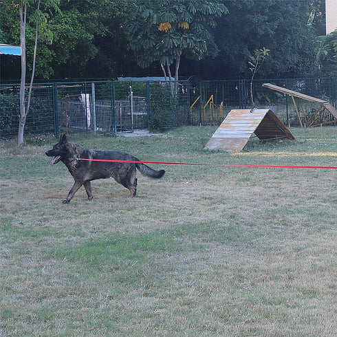 Dog/Puppy Obedience Recall Training Agility Lead - 15 ft, 20 ft, 30 ft, 40 ft, 50 ft Long Leash for Training