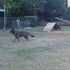 Dog/Puppy Obedience Recall Training Agility Lead - 15 ft, 20 ft, 30 ft, 40 ft, 50 ft Long Leash for Training