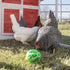 Ware Manufacturing (3 Peck N Play Chicken Ball Toy Balls)