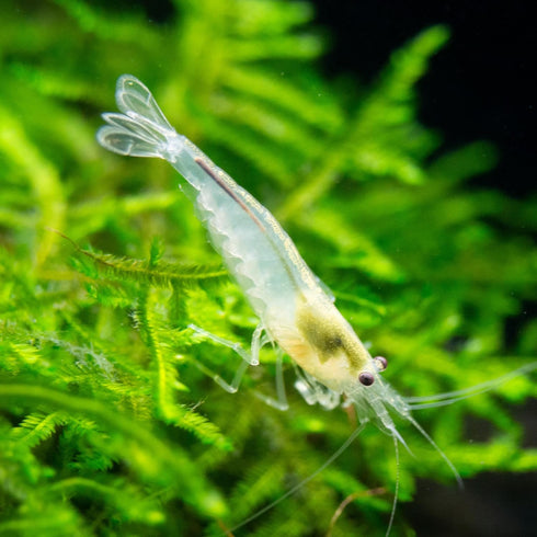 100% (3 Aquatic Arts Snow Amano Shrimp Live Freshwater Algae-Eater (Caridina multidentata) | Hardy & Tank-Bred |