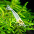 100% (3 Aquatic Arts Snow Amano Shrimp Live Freshwater Algae-Eater (Caridina multidentata) | Hardy & Tank-Bred |
