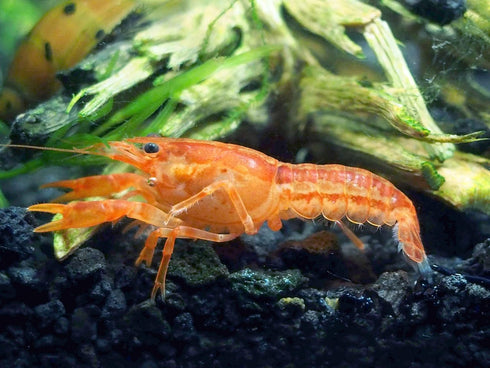 Aquatic Arts - CPO Crayfish (Male/Female Pair) - Live Freshwater Aquarium Lobster/Crawfish/Crawdad/Real Living Nano