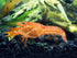 Aquatic Arts - CPO Crayfish (Male/Female Pair) - Live Freshwater Aquarium Lobster/Crawfish/Crawdad/Real Living Nano