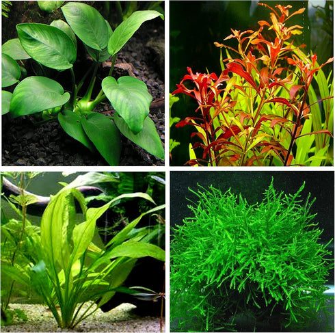 Aquatic Discounts 4 Types of Easy/Beginner Live Aquarium Plants - Anubias + Amazon Sword